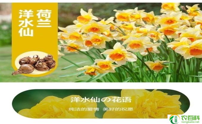 花种怎么水培(水培花种）