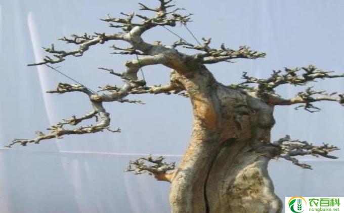 澳洲杉 怎么 修剪(修剪澳洲杉的技巧）