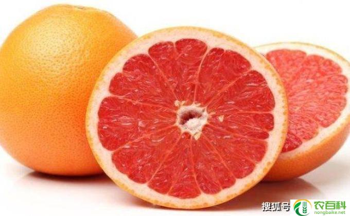 吃什么食物润肺(食物润肺——宝藏食材无限！）