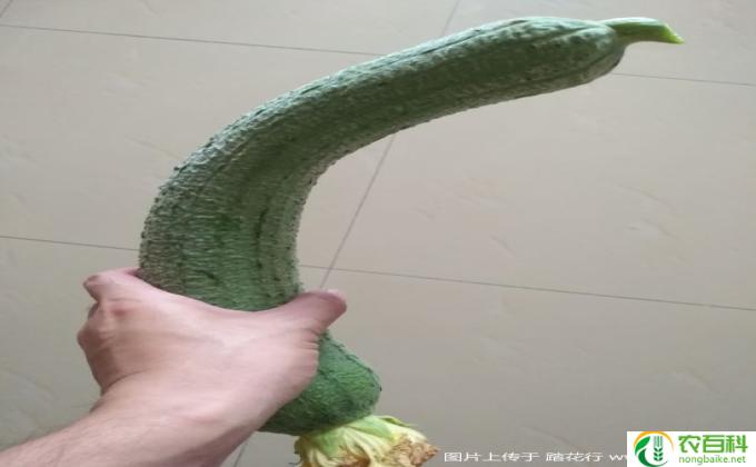 面怎么种植(种植面简单易行）