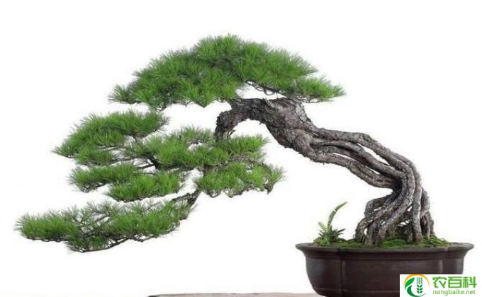 松树怎么养花(松树养花技巧)