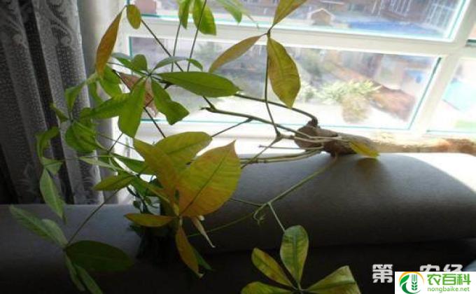 水培发财树叶子发黄怎么办(水培发财树叶子发黄的解决方法）