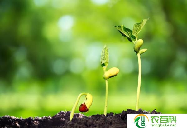 奇妙的植物世界三年级（探索神奇的植物奥秘）