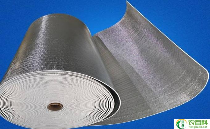 黑美人怎么栽(黑美人种植技巧）