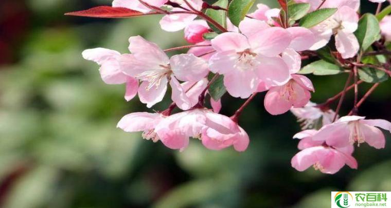草本海棠花有哪几种（品种及特征）