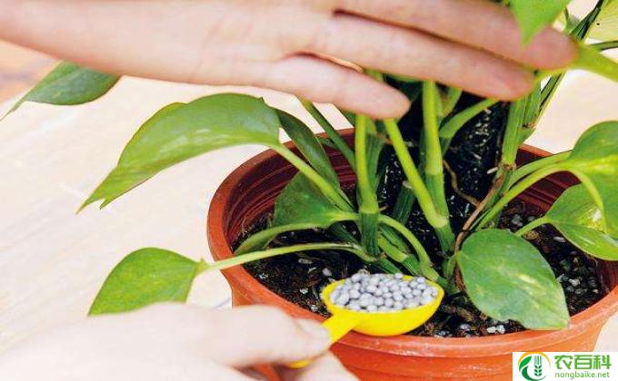 花怎么养栀子花怎么养(栀子花养 慧心手把）