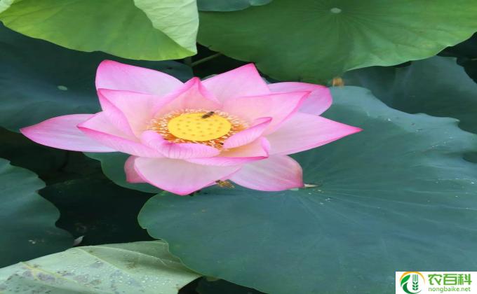 室内莲花怎么养(莲花养护要领）