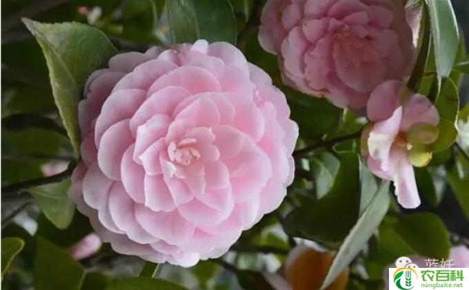 茶花怎么除(茶花除之绝技）