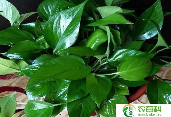 一个叶子一个花的花叫什么(解开植物之谜)