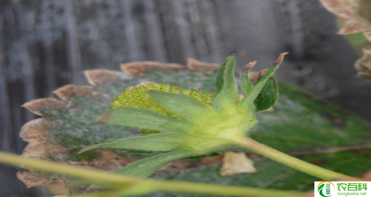 草莓发芽温度(影响因素及适宜条件)