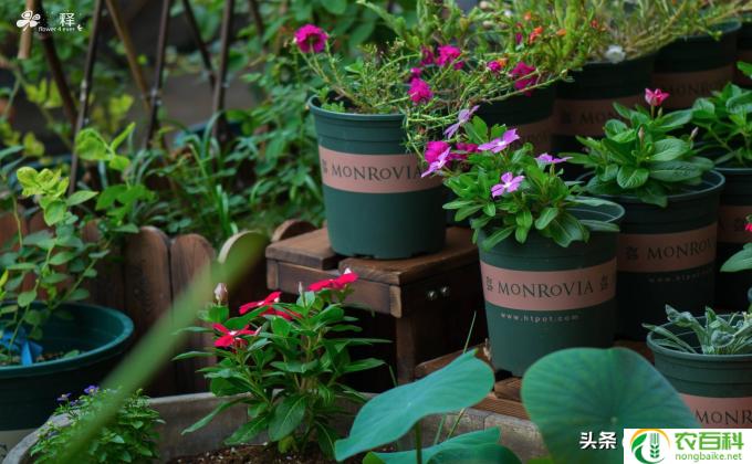 酢浆草种子怎么保存(保存酢浆草种子的方法)