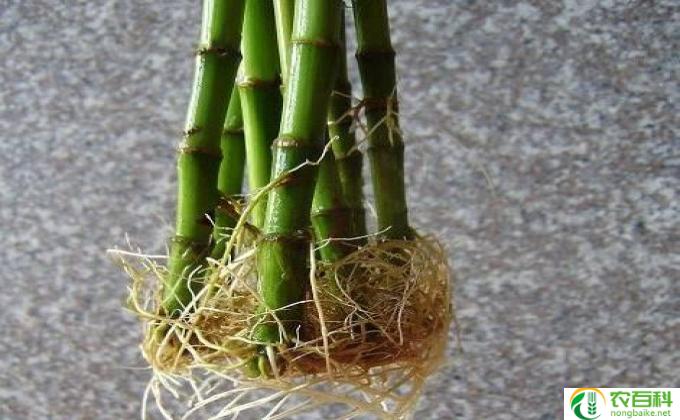 量天尺多久开一次花(探寻自然规律的奥秘)