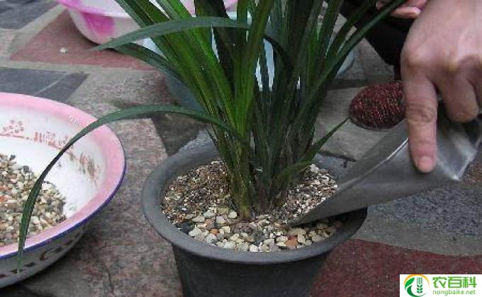 龙花怎么养(龙花养护秘诀）