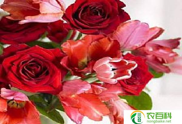 如意玫瑰花语（传递爱意的花卉语言）