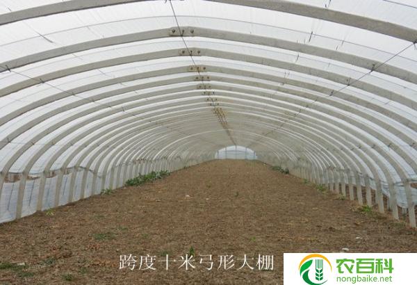 大棚里适合种什么蔬菜（种类丰富、产量高、质量优）