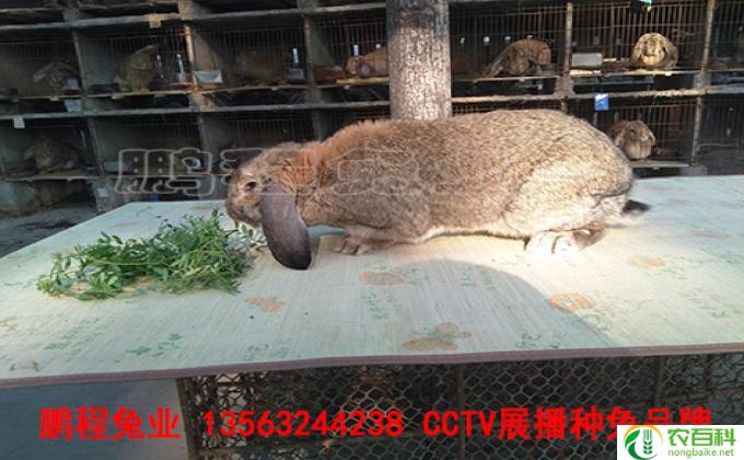 比利时兔的优缺点是什么,比利时兔的优缺点