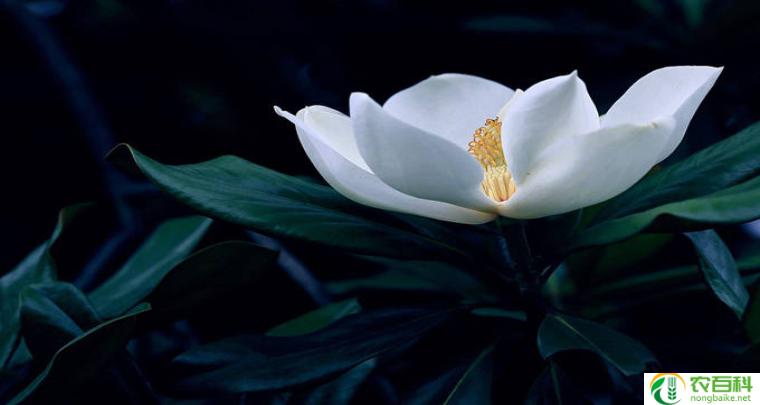 玉兰的花语(传递纯洁与优雅的美)