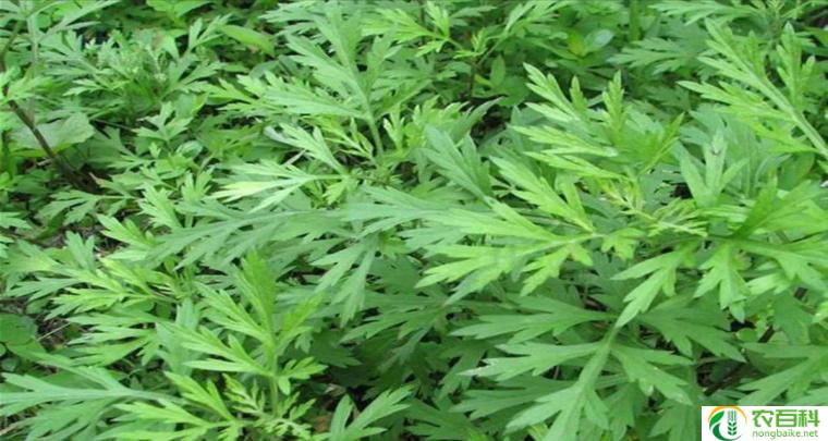 野艾蒿和艾草怎样分别（外观特征和生长环境的差异）