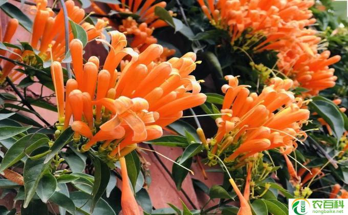 炮仗花怎么扦插(炮仗花繁花似锦)