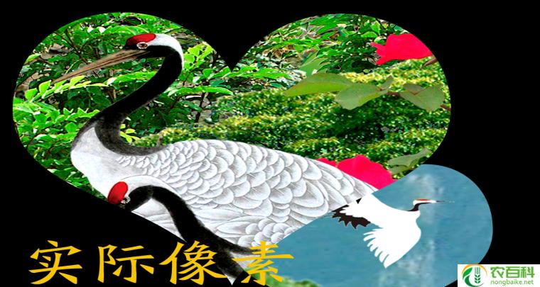 迎客松的风水禁忌(避免招财进宝的疏忽)-农百科