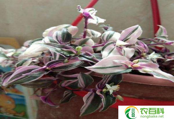 家中吊兰开花征兆幸福与繁荣的象征