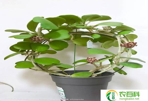 不开花的观赏叶植物（绿叶点缀的室内美景）