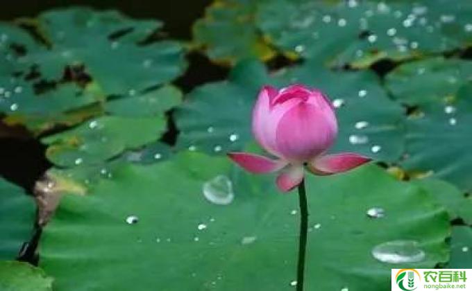 谁说荷叶是我的什么填空