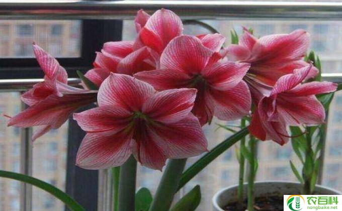 花卉变色草怎么养(花卉变色草养护指南）