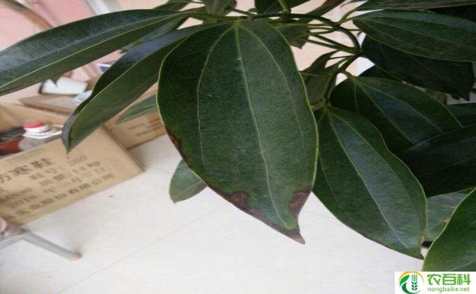 怎么栽种平安树(种植平安树的方法）