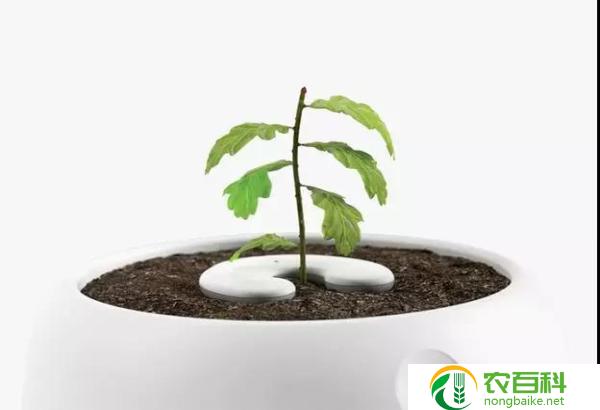 关于水仙花的奇妙之处