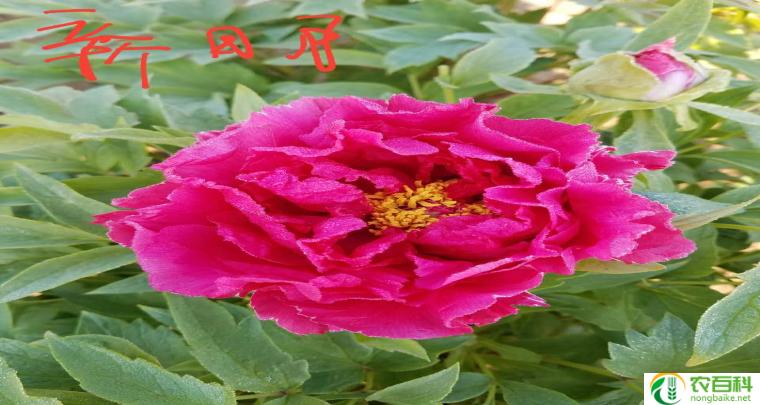 牡丹花盆栽技术（养护要点）