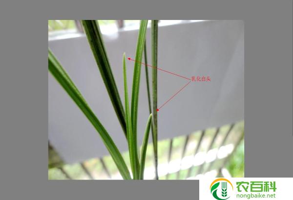 惠兰为什么那么贵(奢华品质与独特设计的背后)