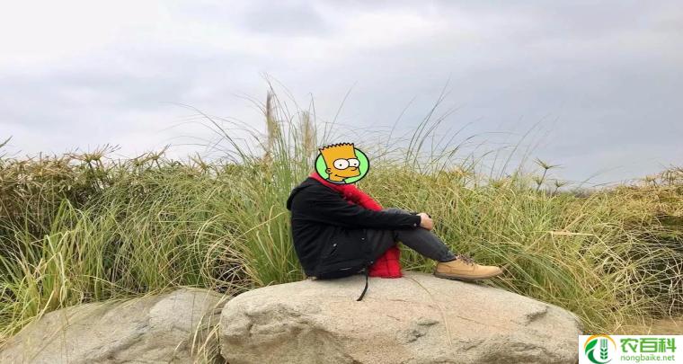 蒲苇韧如丝,磐石无转移的故事（坚韧不拔的力量）
