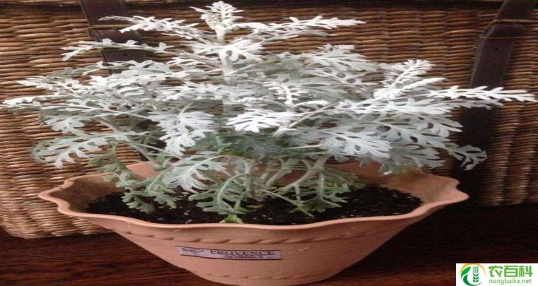 雪叶莲和银叶菊的区别（形态特征与生长环境）