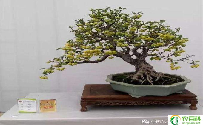 盆景桂花怎么修剪图解(如何修剪盆景桂花）