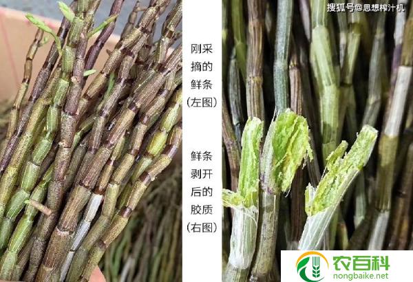 天南星的采收与加工（传统工艺与现代技术的结合）