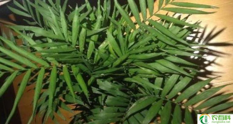 玉簪花的花语和寓意（美丽绽放，象征纯洁与爱情）