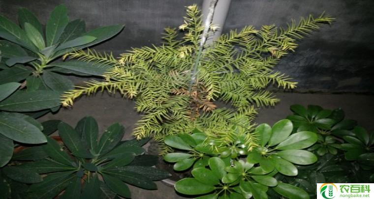 清香木枯萎了如何补救（挽救植物的方法与技巧）