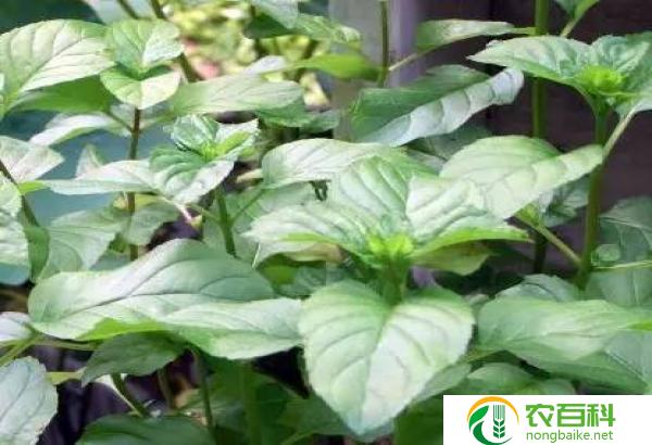 冬青叶的功效与作用（促进免疫力和改善消化系统）