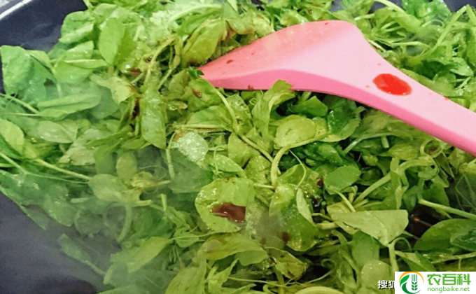 八宝景天怎么吃好吃(八宝景天的美食享受)