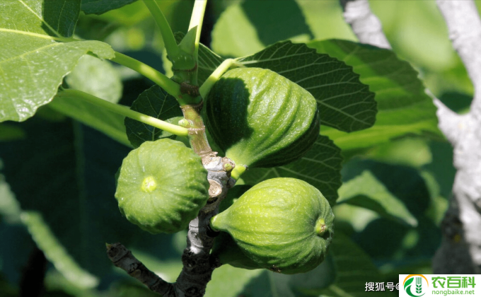 怎么管理无花果树(无花果树栽培技巧）