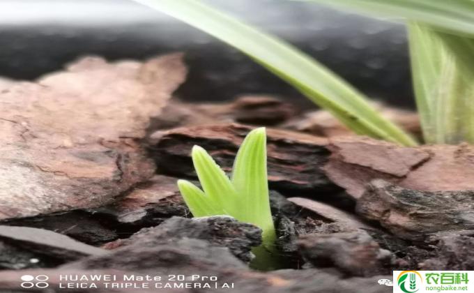 梅桂花怎么培植(如何种梅桂花)