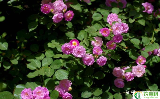 黄刺玫怎么解剖(黄刺玫解剖方法)