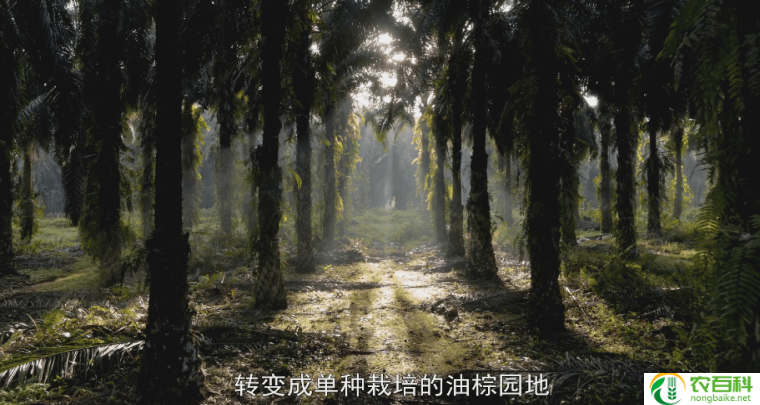 砍自己家种的水杉犯法吗（了解家庭园艺法规与责任）
