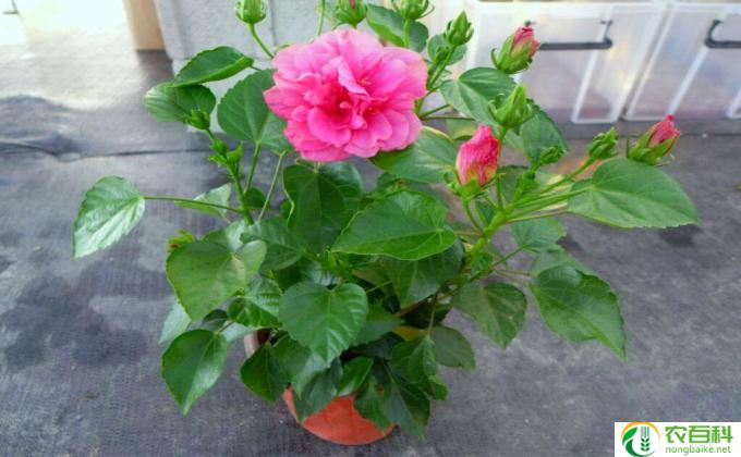 扶桑花不开花怎么办(无花却盛开的解决之道）