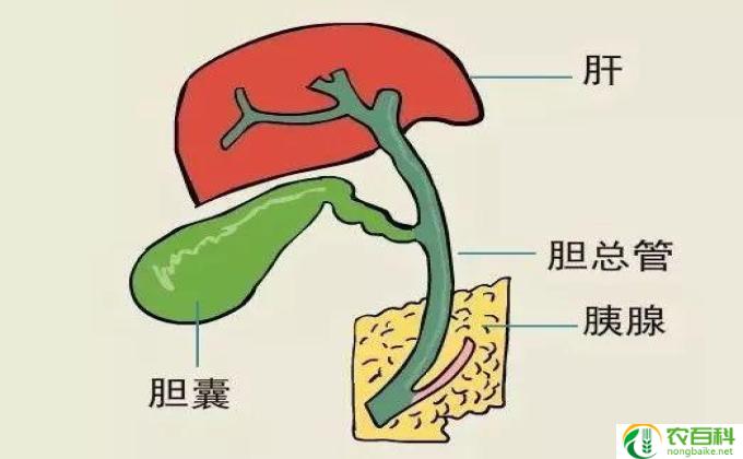 胆结石什么不能吃