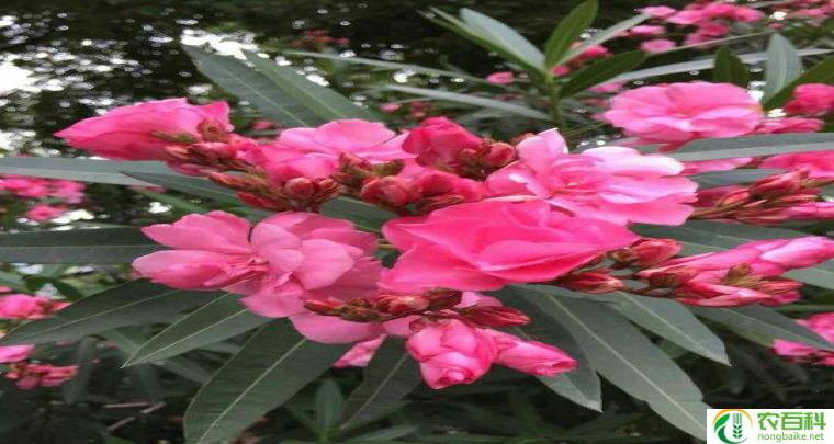 长春花为什么叫长春花