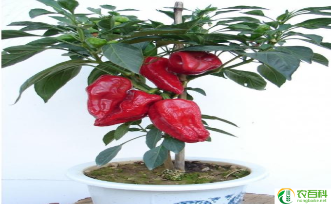 辣椒盆栽怎么造型(造型辣椒盆栽）