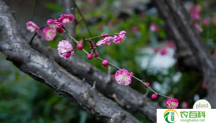 杏子与梅子的区别图片(果实外观、口感和生长环境的对比)