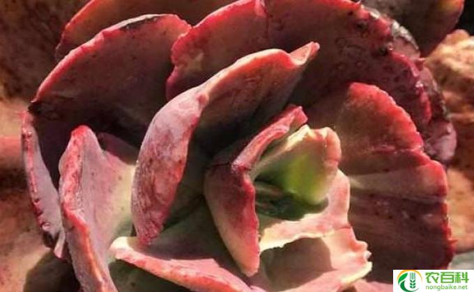 多肉被晒伤了怎么办